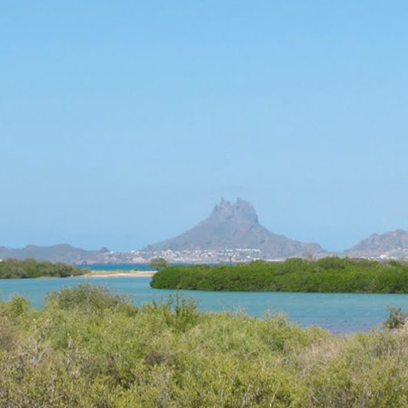 Observar aves en el Estero del Soldado – SONORA, AVENTURA Y ECOTURISMO